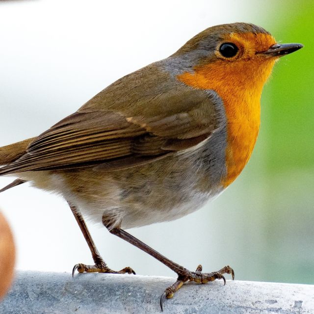 Heute für euch ein kleines Rotkälchen...
Fotografiert auf meinem Balkon....

#Rotkälchen #Vogel #bird #birdphotography #vogelfotografie 
#nature #naturephotography #wildlifephotography #wildlife