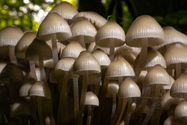 Der Beweis Pilze sind Rudeltiere :)

https://tobis-touren.de

#nature #naturephotography #naturfotografie #naturfoto 
#moos #pilz #pilze #mushroom #magicmushroom #rudel #rudelbildung #gruppe