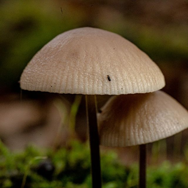 Pilze aus dem Herbst.

#pilze #herbst #pilz #natur #naturfotografie #draußen #hessen #fotografie #sony #sonyalpha #mushrooms #autumn #mushroom #nature #nature #photography #outdoors #photography