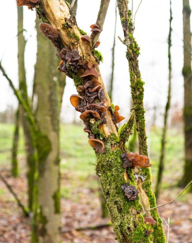 Was sind das für Pilze??
Wers weiß lass doch mal nen komentar da 

#baum #pilz #moos #wald #nature #naturephotography #forest #forestphotography #natur #Hessen
