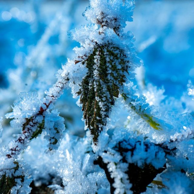 Aus den vergangenen kalten Tagen stammt dieses schöne eingefrorene Gewächs.

#Eis #Winter #Frost #eingefroren #Natur #naturfotografie #naturfotografie_deutschland #pflanze #ice #winter #frost #frozen #nature #naturfotografie #naturfotografie_germany #plant #Hessen
