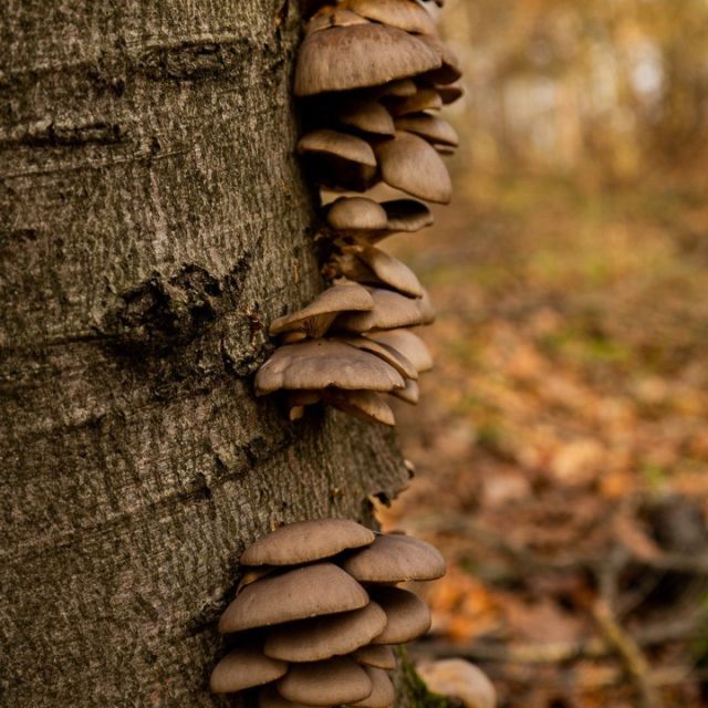 Der letzte Post mit dem letzten Bild aus diesem Jahr. 
Heute war eine schöne Runde.....

Euch einen Guten Rutsch ins Neue Jahr....

#baum #baumschwämme #baumschwamm #natur #naturfotografie #hessen 
#tree #tree sponges #tree sponge #nature #nature photography #sony #sonyalpha