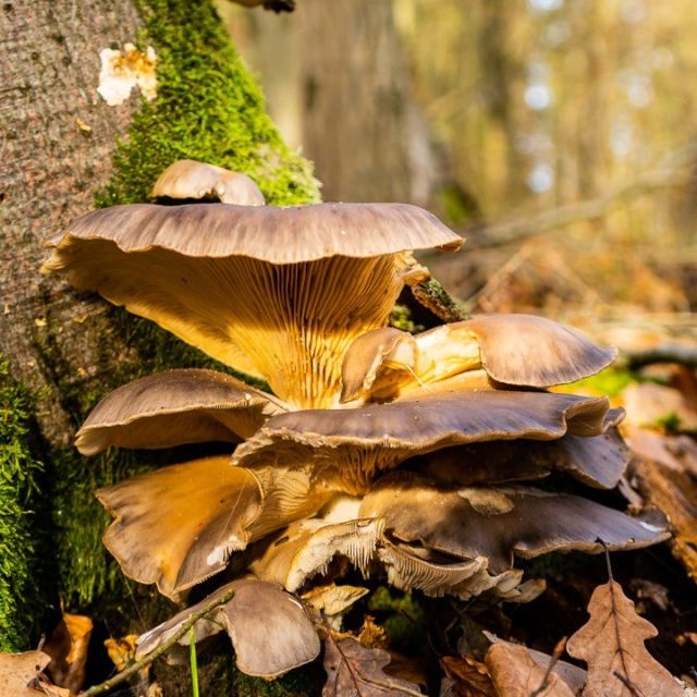 Frohes Neues Jahr :) 
Das Erste Bild des Jahres :) 
Euch einen Super start ins Jahr 2023

#baum #baumschwämme #baumschwamm #natur #naturfotografie #hessen
#tree #tree sponges #tree sponge #nature #nature photography #sony #sonyalpha #tobis-touren