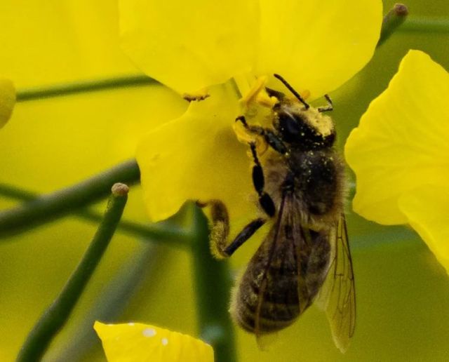 So mal was neues von mir.
Ich hab heute mal eine  Biene mitgebracht.
In Zukunft  Wird wieder mehr von mir kommen.

#biene #bee #frühling #raps #natur #naturephotography #nature #naturfotografie #sony #sonaalpha