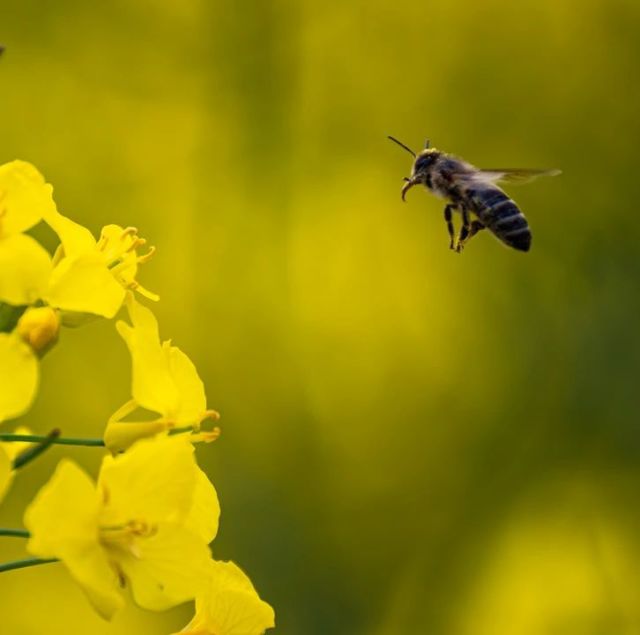 Bienen sind allgemein Schwer zu fotografieren aber im Flug ?!!

#biene #bee #frühling #raps #natur #naturephotography #nature #naturfotografie #sony #sonaalpha