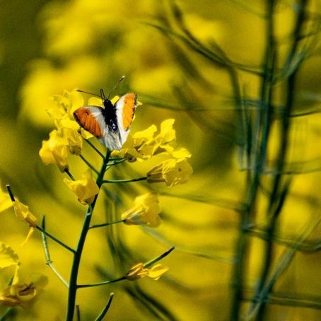 Schmetterling im Raps
Fotografiert mit einem alten Tampon 70-300 

#raps #nature #naturfotografie #butterfly #wild #wildlife #naturephotography #wildlifephotography