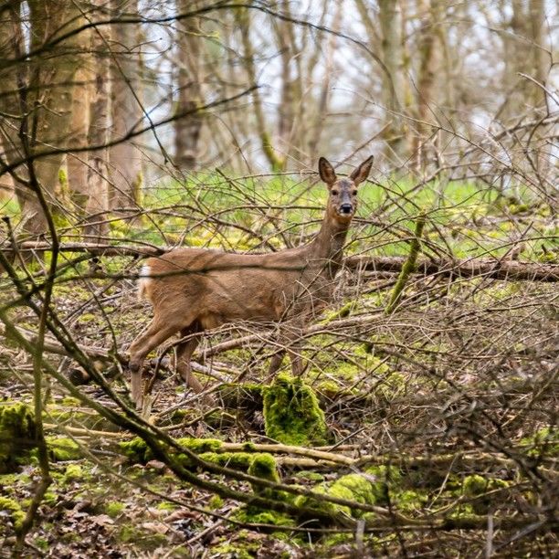 Bin mal wieder durchs unterholz gerobbt und hatte glück diese Ricke treffen zukönnen. Da ich mit meinem Tamron 70-200 weder schnellen Autofokos noch eine weite Brennweite habe ist das Bild super geworden.

#Reh #Natur #Sonntag #Wald #Tier #naturfotografie #fotografie #Hessen
#deer #nature #sunday #animal #naturephotography #photography
#Sony #Alpha #Sonntag